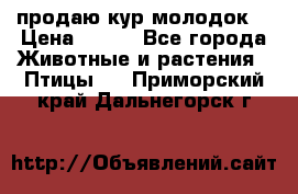 продаю кур молодок. › Цена ­ 320 - Все города Животные и растения » Птицы   . Приморский край,Дальнегорск г.